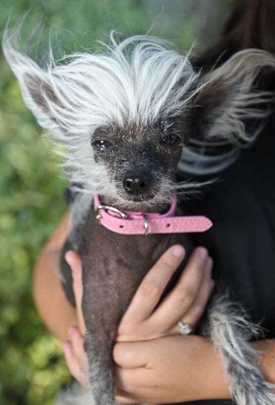 ugliest-dog (9) ugliest-dog (9)