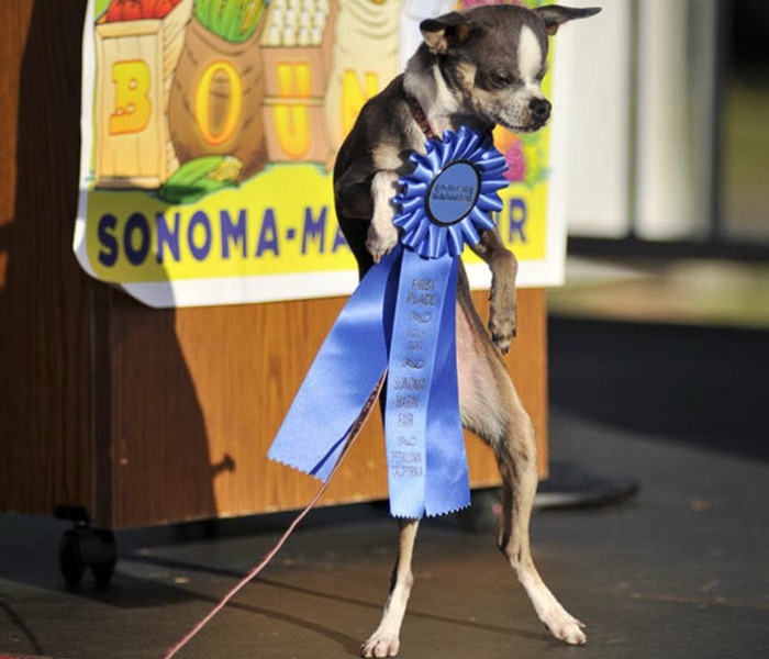 ugliest-dog (1) ugliest-dog (1)