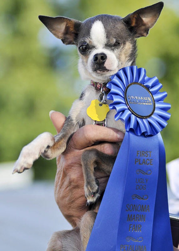 ugliest-dog (2) ugliest-dog (2)