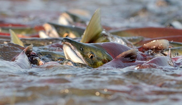 When sockeye rush spawning rivers in large number, the fish push each other out of the water/n South Kamchatka Sanctuary<><>Oncorhynchus nerka; South Kamchatka Sanctuary; Kamchatka; Kuril Lake; sockeye; salmon; spawning