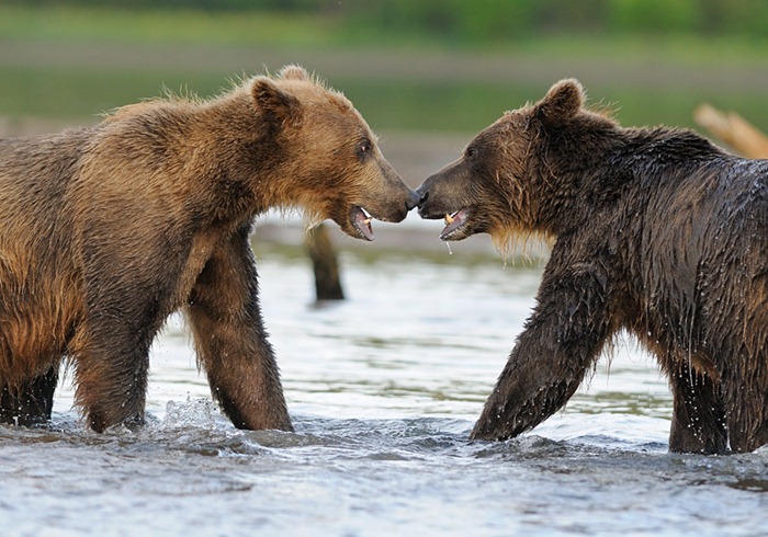 Encounter/n
South Kamchatka Sanctuary<><>South Kamchatka Sanctuary; Kuril Lake; Kamchatka; bear; salmopn; spawning