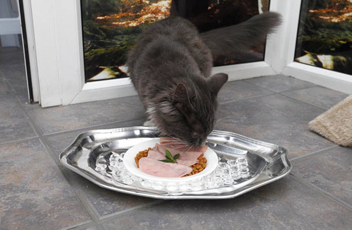 cat-hotel (3) cat-hotel (3)