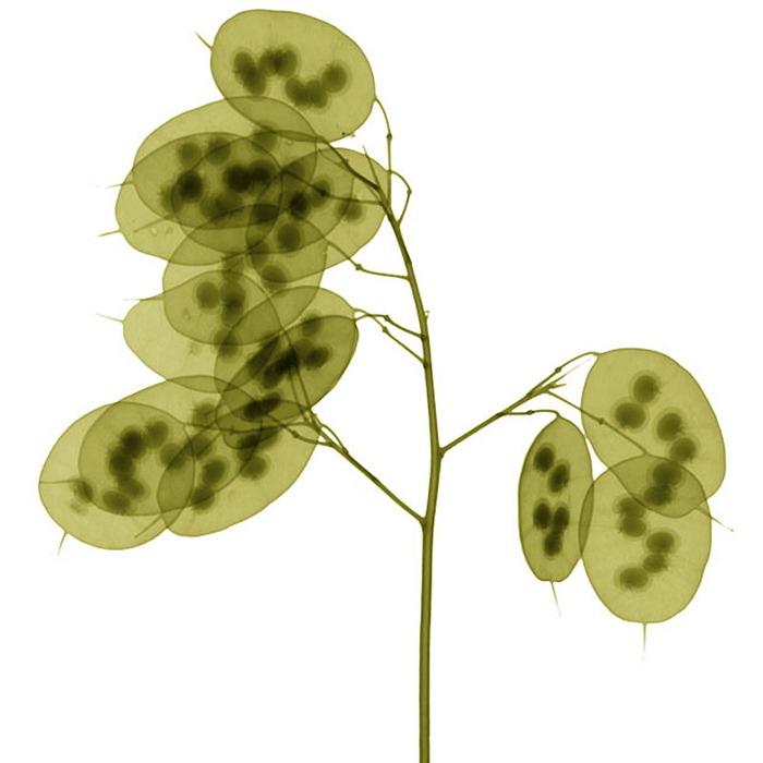 X Ray Flowers...***EXCLUSIVE***
UNSPECIFED - UNDATED: Honesty seed discs, coloured X-ray.
These mesmerising shots are the fruit of years of careful experimentation by artist Hugh Turvey, using x-rays to really get under the surface of things. The technique, which came about thanks to a chance commission from a musician friend who wanted an x-ray image, has been 14 years in the making and has now been so well honed by Hugh that his work is becoming highly sought after. The flowers are the latest in a long line of subjects, including motorbikes, suitcases and stiletto-clad feet.
PHOTOGRAPH BY SPL / BARCROFT MEDIA LTD
UK Office, London.
T +44 845 370 2233
W www.barcroftmedia.com
USA Office, New York City.
T +1 212 564 8159
W www.barcroftusa.com
Indian Office, Delhi.
T +91 114 653 2118
W www.barcroftindia.com
Australasian & Pacific Rim Office, Melbourne.
E info@barcroftpacific.com
T +613 9510 3188 or +613 9510 0688
W www.barcroftpacific.com X Ray Flowers...***EXCLUSIVE***
UNSPECIFED - UNDATED: Honesty seed discs, coloured X-ray.
These mesmerising shots are the fruit of years of careful experimentation by artist Hugh Turvey, using x-rays to really get under the surface of things. The technique, which came about thanks to a chance commission from a musician friend who wanted an x-ray image, has been 14 years in the making and has now been so well honed by Hugh that his work is becoming highly sought after. The flowers are the latest in a long line of subjects, including motorbikes, suitcases and stiletto-clad feet.
PHOTOGRAPH BY SPL / BARCROFT MEDIA LTD
UK Office, London.
T +44 845 370 2233
W www.barcroftmedia.com
USA Office, New York City.
T +1 212 564 8159
W www.barcroftusa.com
Indian Office, Delhi.
T +91 114 653 2118
W www.barcroftindia.com
Australasian & Pacific Rim Office, Melbourne.
E info@barcroftpacific.com
T +613 9510 3188 or +613 9510 0688
W www.barcroftpacific.com