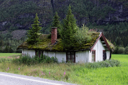 grass roof