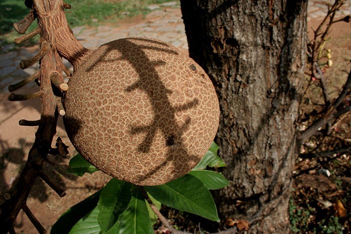 cannonball-tree (9) cannonball-tree (9)