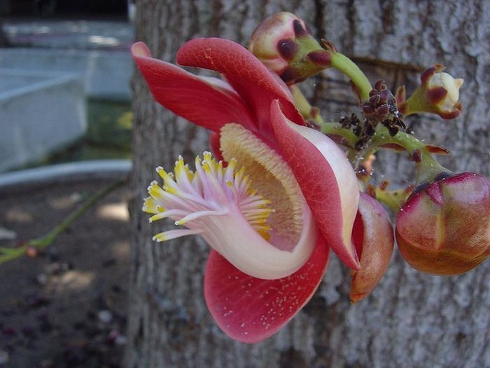 cannonball-tree (1)