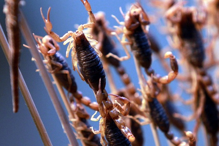 food-as-insects (9) food-as-insects (9)