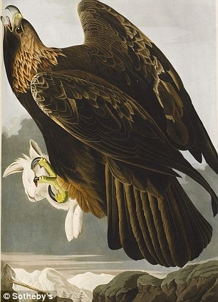 birds-of-america (8) birds-of-america (8)