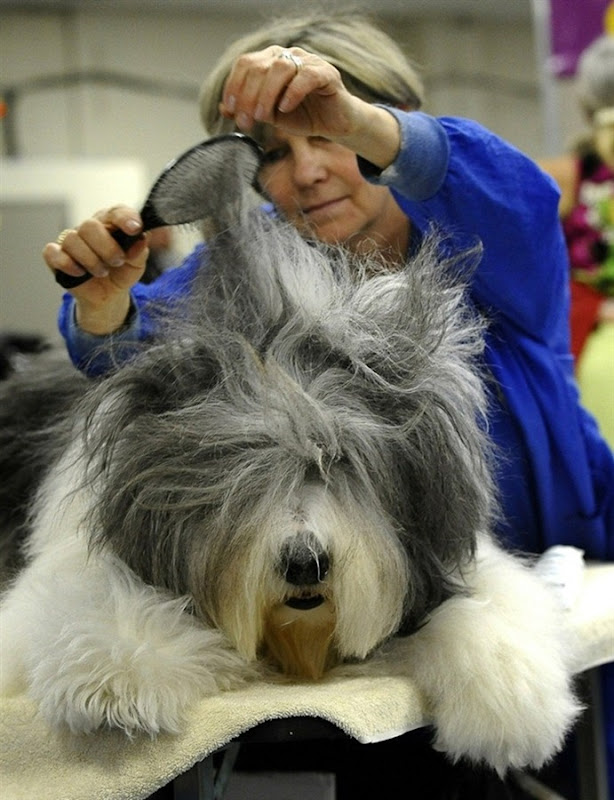 westminister-dog-show-2011-07 westminister-dog-show-2011-07