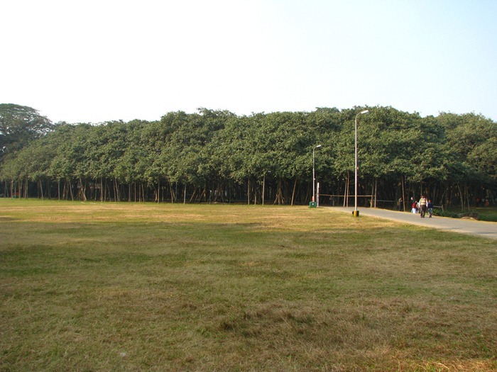 great-banyan-tree2 great-banyan-tree2