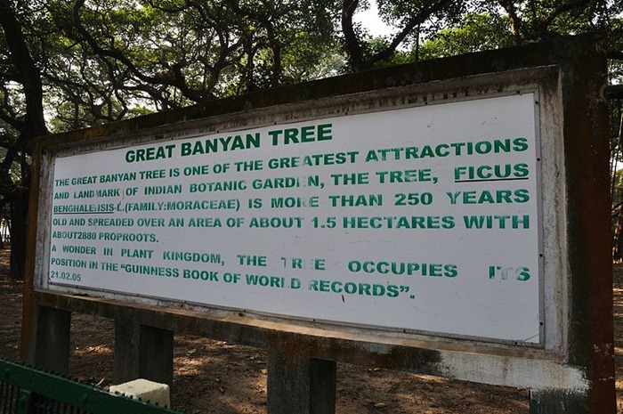 great-banyan-tree4