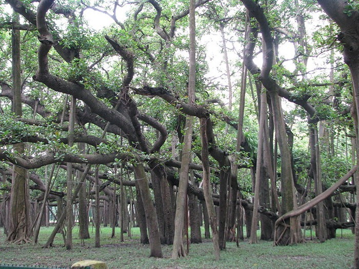 great-banyan-tree1