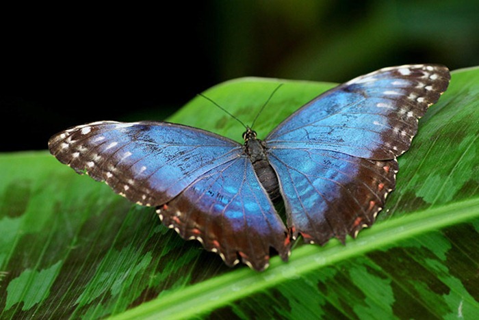 معرض في لندن للفراشات الاكثر اثارة حول العالم Butterfly-exhibition13%5B2%5D