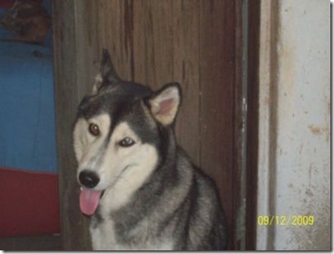 lobo