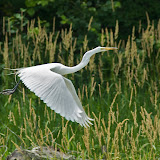 Egrets