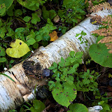 Giants Ridge 2009