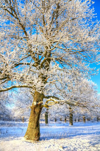 Прекрасный яркий зимний пейзаж в России, Рязань, дубки, Заокское. Nice bright winter landscape in Russia, Ryazan, oaks, Zaokskoe.