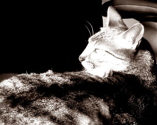 My Cat Fred Looking Sharp My Cat Fred Looking Sharp