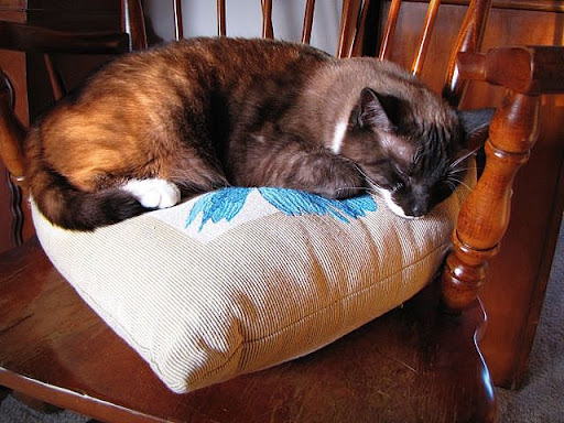 Ming Cat Nap Ming Cat Nap