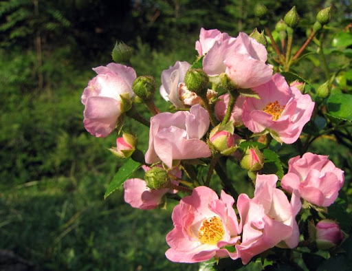 pink roses