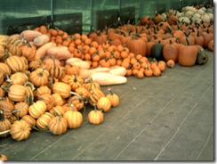 pumpkins 3