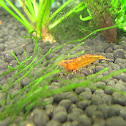 sunrise shrimp