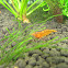 sunrise shrimp