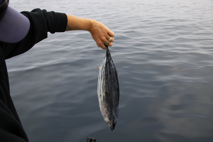 Tuna for the Chum Bucket