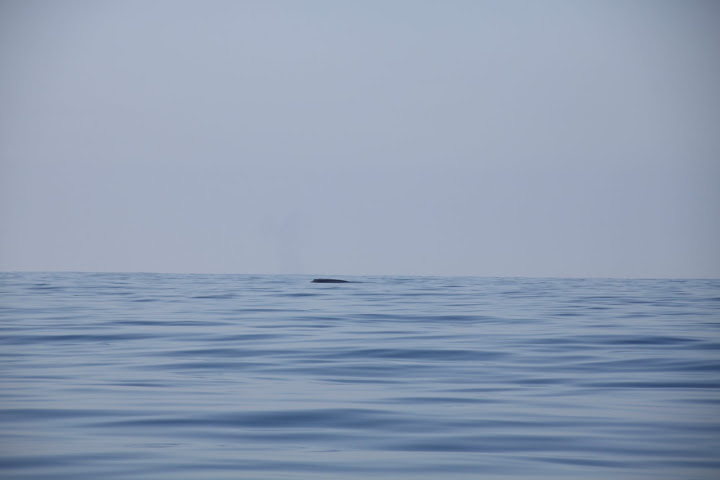 A Blue Whale in the Distance