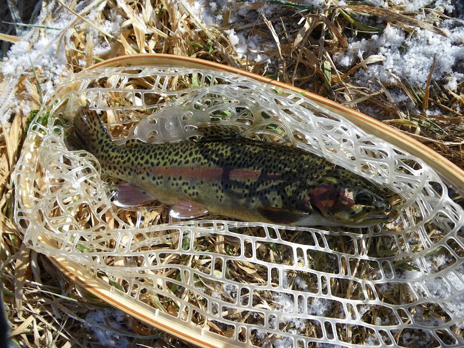 Nice bow from the Big Water