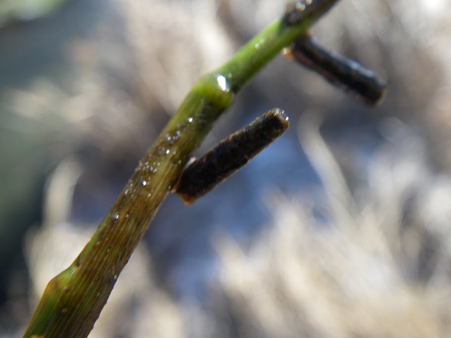 Little Weedy Water Sedge