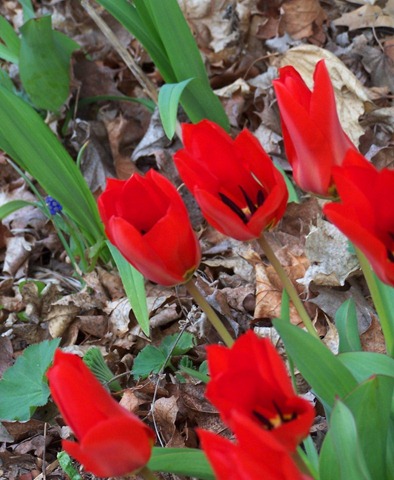 [tulips and hyacinths[2].jpg]