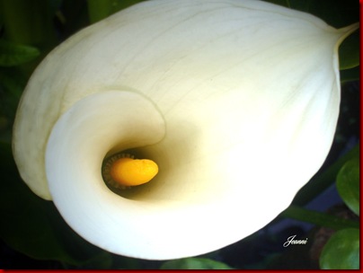 Copy of Arum lily