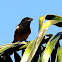 Rufous Treepie