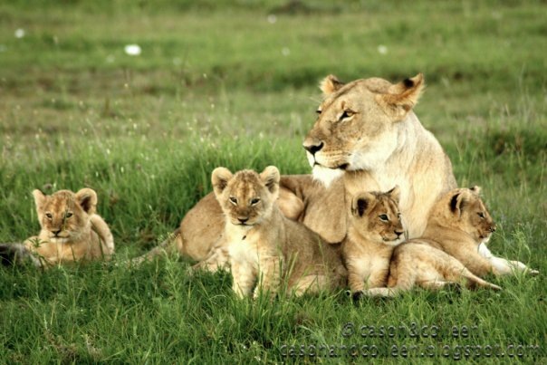 [Cubs and their momma[3].jpg]
