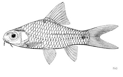 Gambar artis Ikan Beunteur dari sungai Mekong, Kamboja