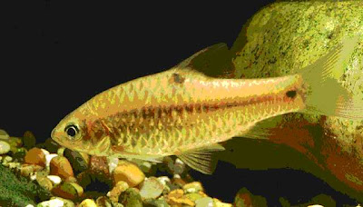 Ikan Beunteur dalam akuarium di Bali