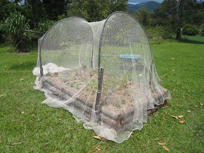 Vegie garden!