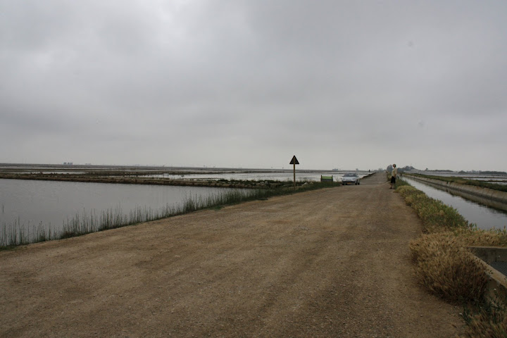 De rijstvelden in de Ebro Delta