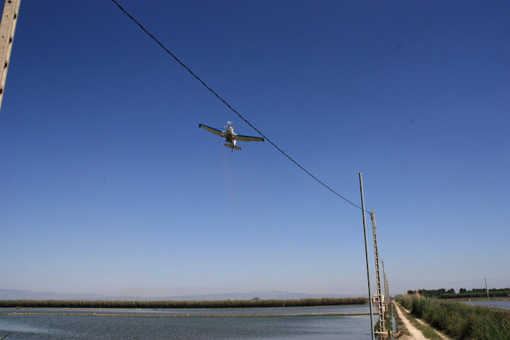 Deze landde op een weggetje tussen de rijstvelden.