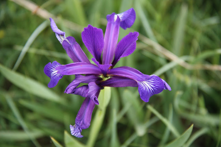 Vlak bij de camping een rioolafvoer de lucht hiervan over de camping.