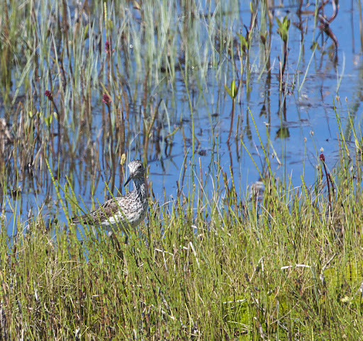Kwam steeds dichterbij.
