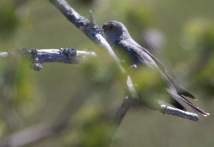 Zit net achter een tak.