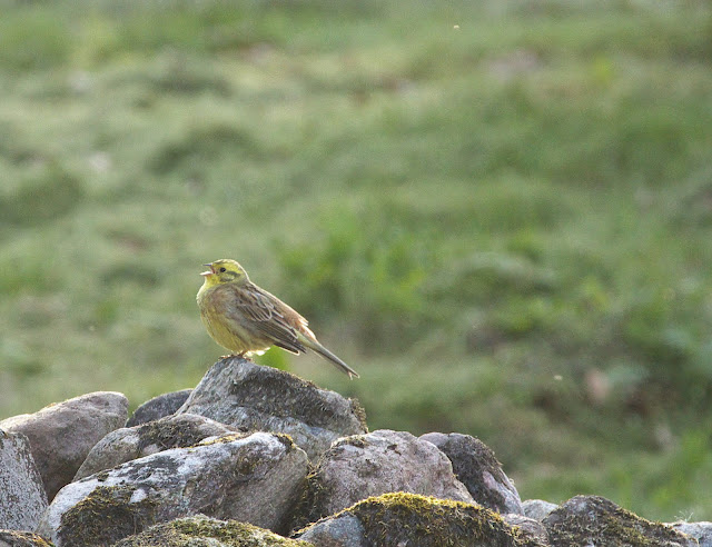 Ook vlakbij de caravan.