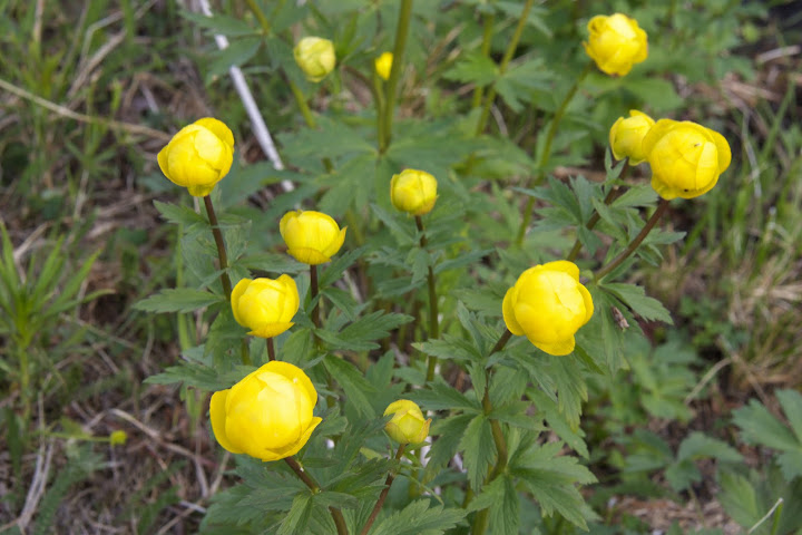 Staan hier overal langs de weg.