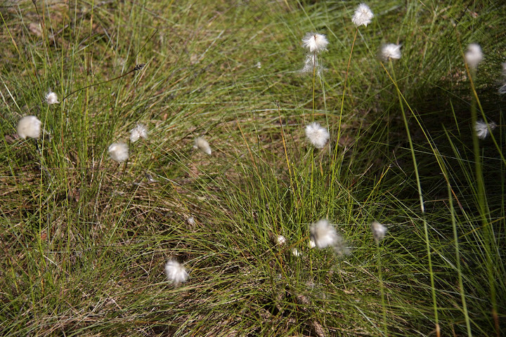Langs de weg  bij het park.