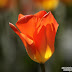 Amsterdam_5769_B_023.JPG, Flowers during tulip season at Keukenhof Gardens in the Netherlands (Yehuda Boltshauser), Keukenhof 2009