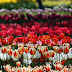 Amsterdam_5769_B_042.JPG, Flowers during tulip season at Keukenhof Gardens in the Netherlands (Yehuda Boltshauser), Keukenhof 2009
