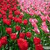 Amsterdam_5769_B_062.JPG, Flowers during tulip season at Keukenhof Gardens in the Netherlands (Yehuda Boltshauser), Keukenhof 2009