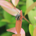 Flesh Fly